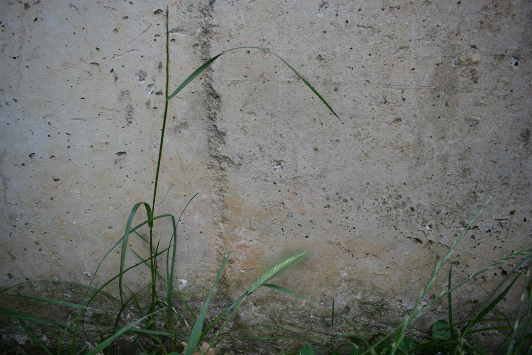 A single green plant pushing up through a crack in a concrete sidewalk, symbolizing antifragility and the ability to gain strength from a stressful environment.